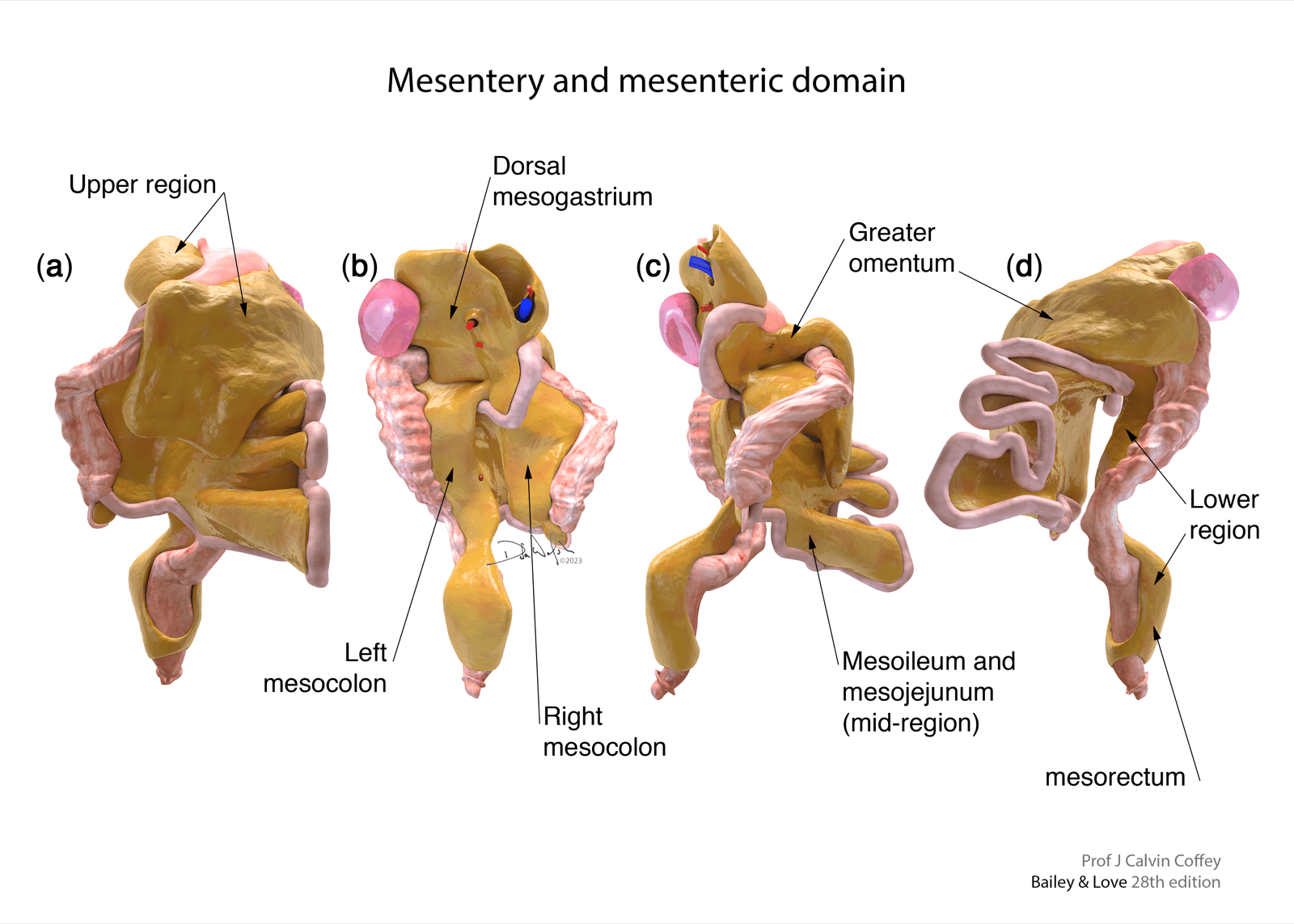 Mesentery anatomy model and illustration