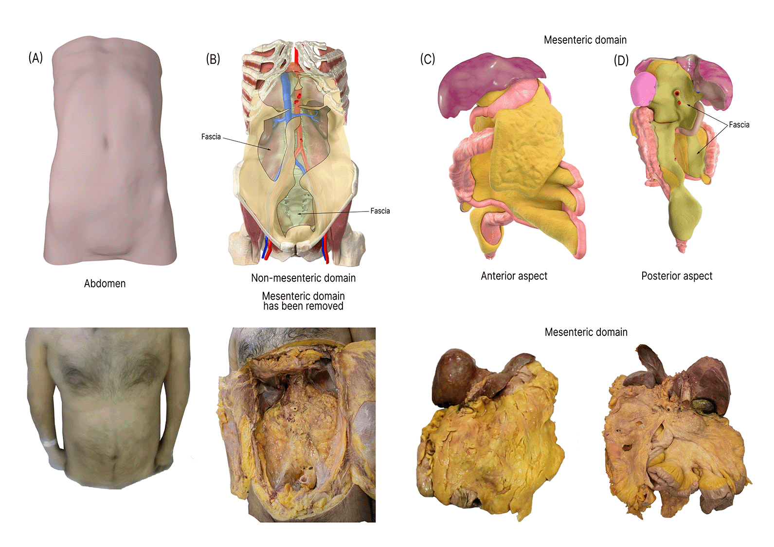 Cadaveric anatomical investigation specimen